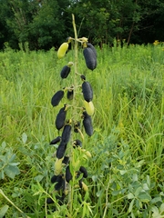 Baptisia australis