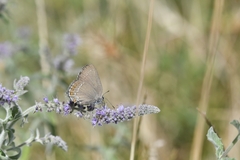 Satyrium ilicis