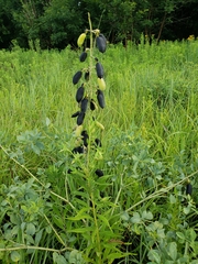 Baptisia australis