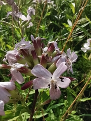 Saponaria officinalis