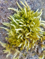 Brachythecium rivulare