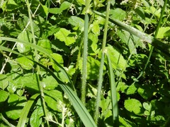 Bromus ramosus