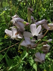 Saponaria officinalis