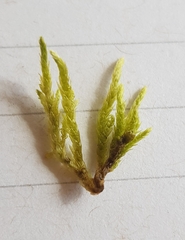 Brachythecium rivulare