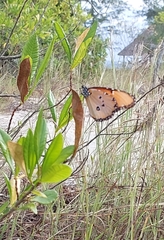Danaus chrysippus dorippus