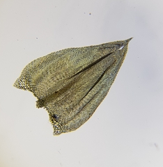 Brachythecium rivulare