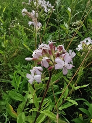 Saponaria officinalis