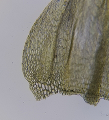 Brachythecium rivulare