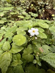 Trigonotis formosana elevatovenosa