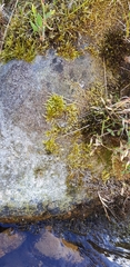 Brachythecium rivulare