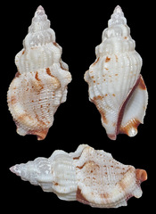 Canarium scalariforme