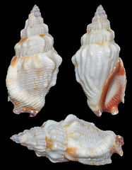 Canarium scalariforme