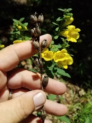 Aureolaria virginica