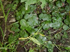 Chrysosplenium oppositifolium