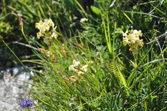 Pedicularis tuberosa