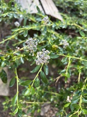 Ceanothus parvifolius
