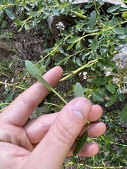 Ceanothus parvifolius