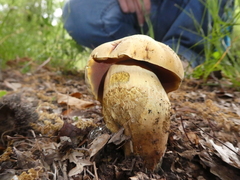 Suillellus queletii