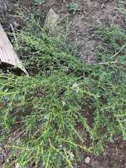 Ceanothus parvifolius