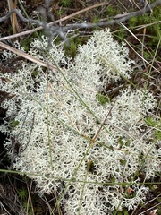 Cladonia portentosa