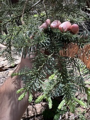 Abies magnifica magnifica