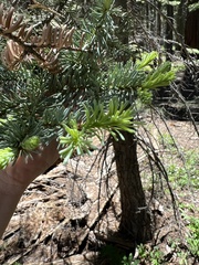 Abies magnifica magnifica