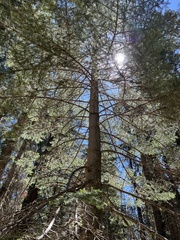 Abies magnifica magnifica