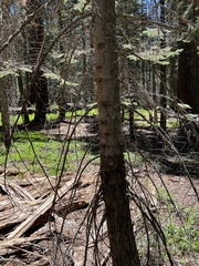 Abies magnifica magnifica