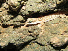 Pachydactylus punctatus