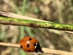 Coccinella septempunctata