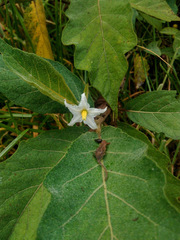 Solanum stellatiglandulosum