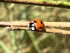 Coccinella septempunctata