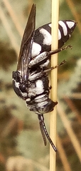 Triepeolus tristis