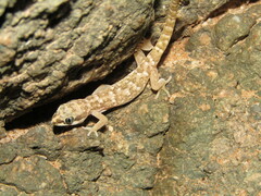 Pachydactylus punctatus