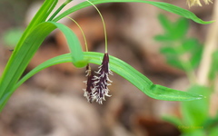 Carex podocarpa