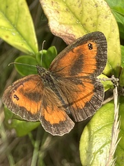 Pyronia tithonus