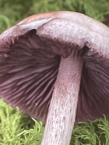 Blackedge Bonnet
