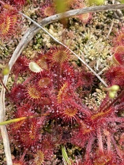 Drosera rotundifolia