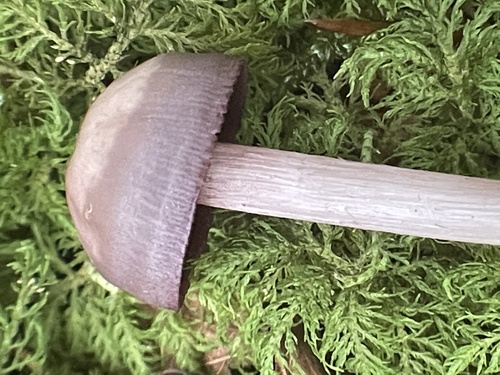 Blackedge Bonnet