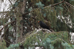 Turdus merula