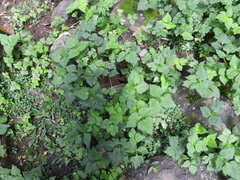 Cryptotaenia japonica