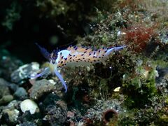 Favorinus tsuruganus