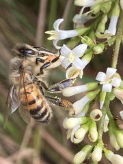 Apis mellifera