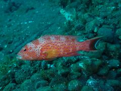 Variola albimarginata