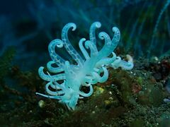 Phyllodesmium iriomotense