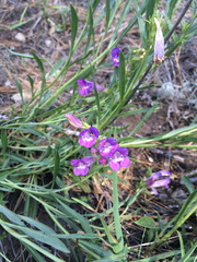 Penstemon speciosus