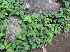 Cryptotaenia japonica