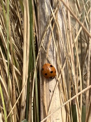 Coccinella septempunctata
