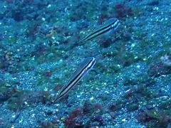 Valenciennea helsdingenii