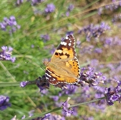 Vanessa cardui